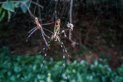 A closeup shot of two spiders on the same web on a blurred background