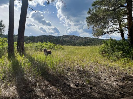A scenic view of a dog in green plants against green hills on a sunny day