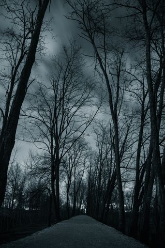A vertical gray scale shot of a road surrounded with thin tall trees under the cloudy sky