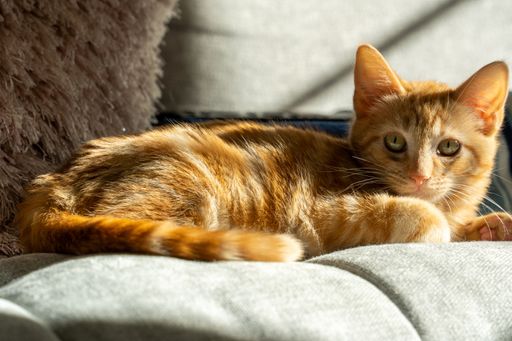 A cute, fluffy ginger kitten lies under the rays of sun on the sofa in the room
