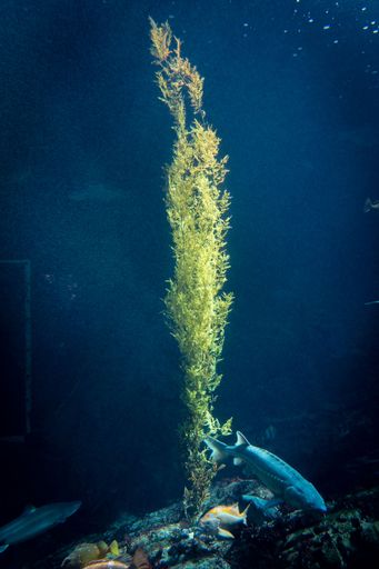 A vertical underwater shot of seaweed and fishes