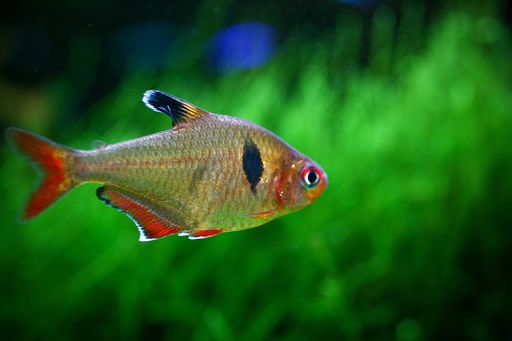 A closeup shot of a beautiful rudd fish swimming on a blurred green background