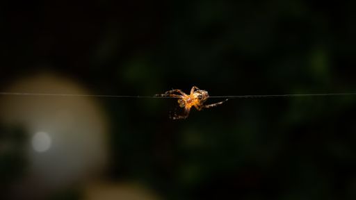 A closeup of a European garden spider under the lights on a dark blurry background