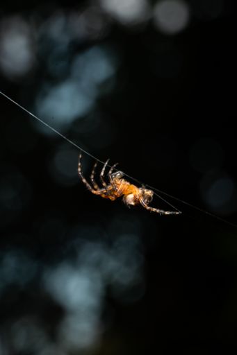 A vertical shot of a European garden spider on the web under the lights with a dark blurry background