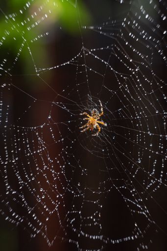 A vertical shot of a European garden spider on the web under the lights with a dark blurry background