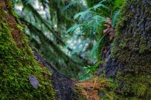 A shallow focus of green fern plant and base trees covered with green moss in the forest