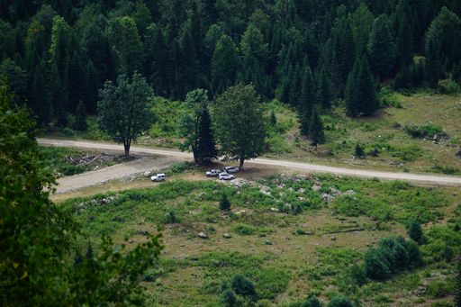 An aerial view of a green forest with cars parked under a tree by a road