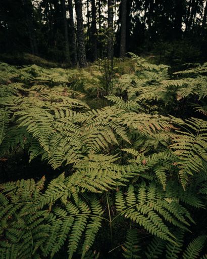 Foliage fern plants with a pattern in the forest