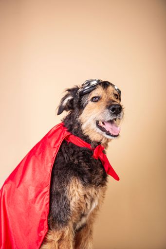 A funny mongrel dog with a red cape and glasses dressed as a superhero character