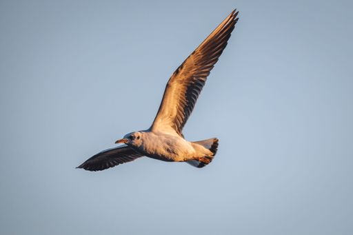 A view of the flying seagull on a blue sky background