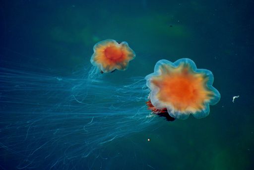 A closeup shot of Lion's Mane Jellyfish in the underwater