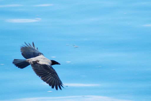 A closeup shot of a flying hooded crow, blue sky background