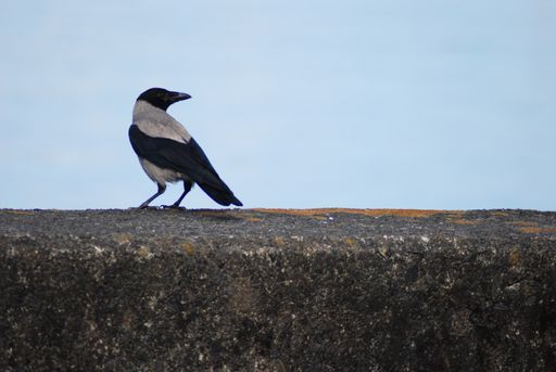 A closeup shot of a hooded crow perched on the stone surface