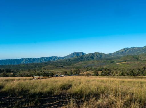 A field with green grasses and a mountain in the background under a clear blue sky
