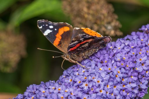 A selective close-up of a Red admiral (Vanessa atalanta) butterfly sitting on a lilacs