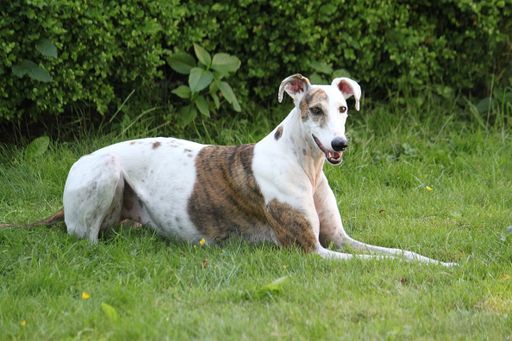 A cute Magyar agar dog lying on the grass