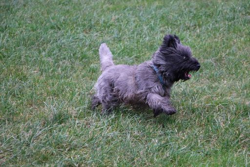 A high angle shot of a cute Cairn Terrier dog running in the grass