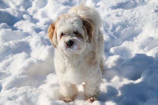 A closeup shot of a cute white fluffy puppy in the snow