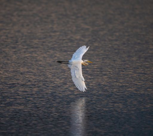 The great white egret flying over the river water