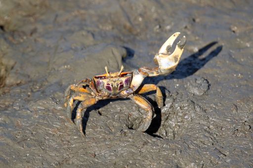 A closeup shot of a beautiful fiddler crab on a wet stone-ground during the daytime