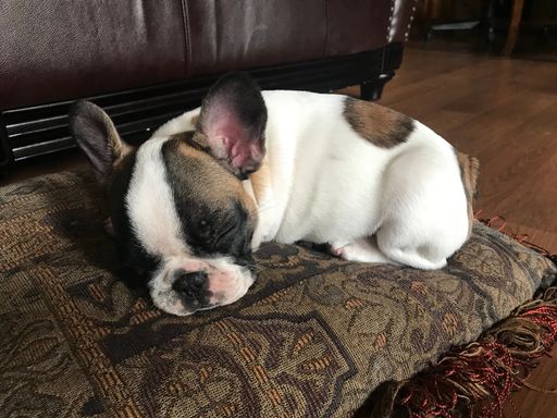A closeup of a cute white French bulldog sleeping on a pillow indoor
