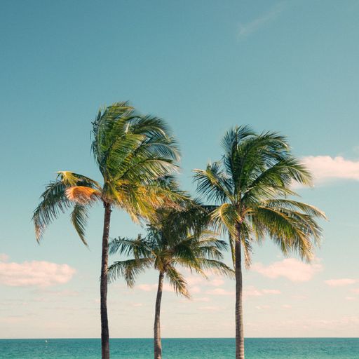 A beautiful shot of tropical palm trees blowing in the wind on the shore of South Florida
