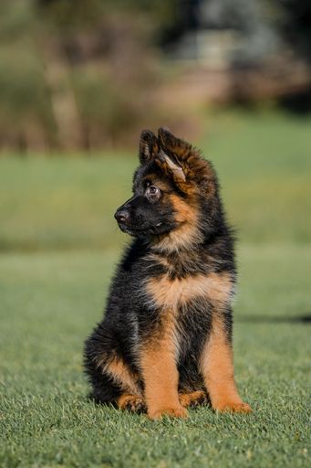 A vertical shot of an adorable German Shepherd puppy sitting on the grass in the park
