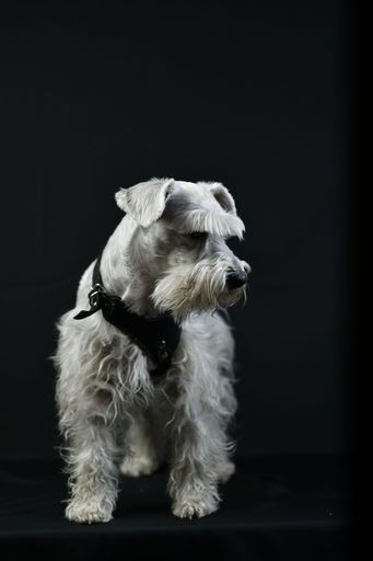 A vertical shot of an adorable white miniature schnauzer dog against the black background