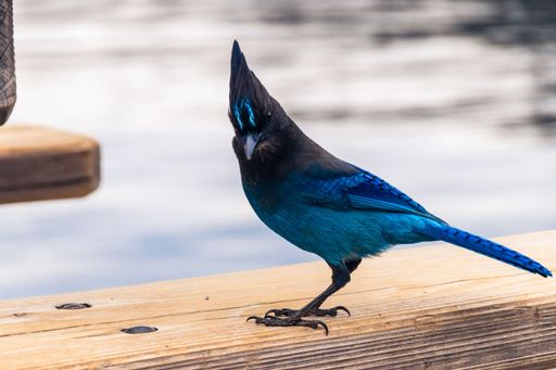 A closeup shot of a beautiful blue Steller's jaybird standing on a wooden surface