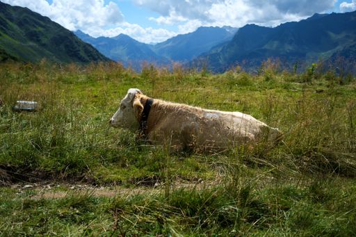 A shot of a cow sleeping in a green meadow