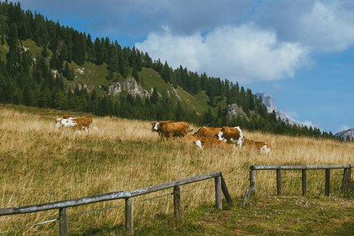 A herd of red cows grazing on a farm against a mountain landscape