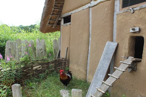 A lonely rooster wandering around in front of a concrete barn during daytime