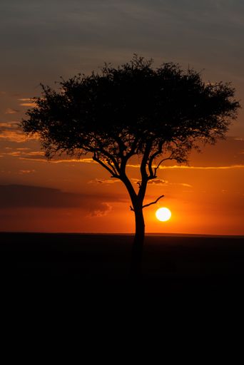 A vertical of an Acacia tree in a green field in Masai Mara national reserve in Kenya,Africa at sunset