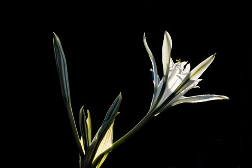 backlit side view of flower of sea daffodil, Pancratium maritimum. Ghadira Nature Reserve, Malta, Mediterranean