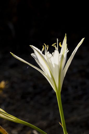 backlit side view of flower of sea daffodil, Pancratium maritimum. Ghadira Nature Reserve, Malta, Mediterranean