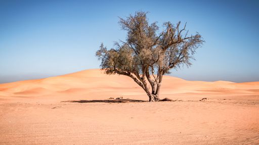 A beautiful shot of a single tree in the middle of a desert