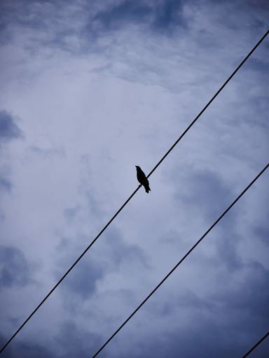 A vertical low angle shot of a bird perched on a wire