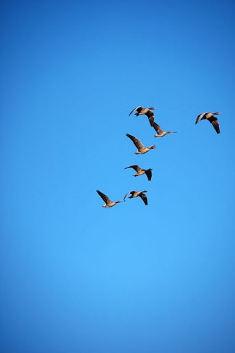 A vertical shot of a small flock of birds flying in the sky