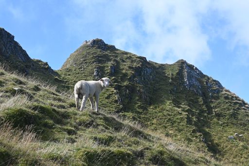 A white sheep on grass mountains under a cloudy blue sky