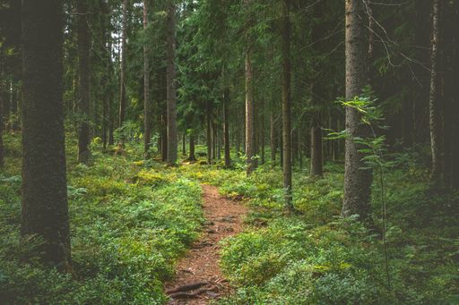 A narrow path among green plants and trees in the forest