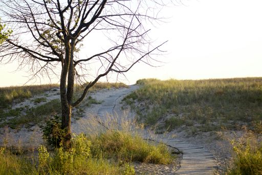 A Boardwalk path to beach with a lone tree in northern Michigan during the summer