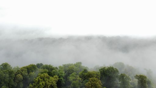 An aerial view of the mysterious green forest being covered in white mist