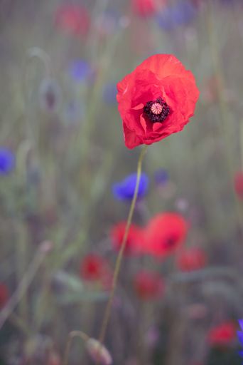 A vertical shot of Papaver rhoeas in a field