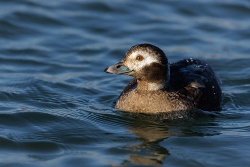A closeup of a female long-tailed duck in water