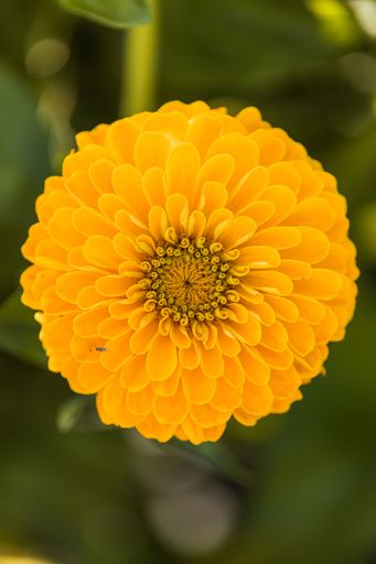 A vertical top view of a yellow Zinnia with small petals, isolated on a green background