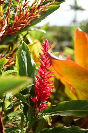 A shallow focus shot of pine Red ginger with yellow leaves in the garden