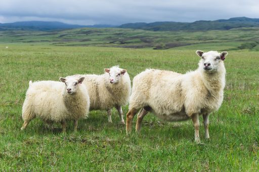 Three Icelandic white sheep standing in the green field
