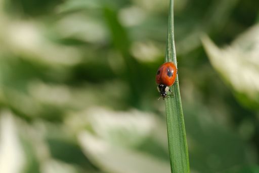 A closeup of Coccinella septempunctata, the seven-spot ladybird on a green leaf.