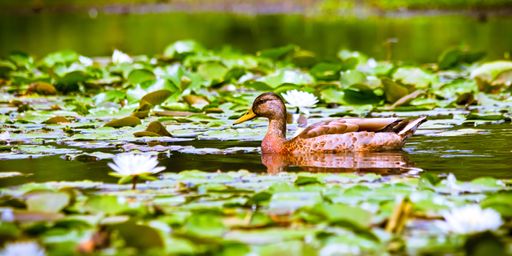 A closeup of a mallard, Anas platyrhynchos floating in the pond with water lilies.