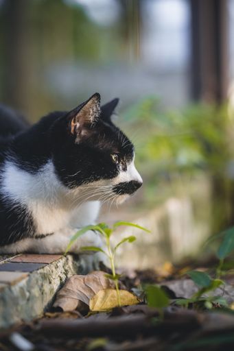 A vertical shot of a side profile of a black and white spotted cat staring into the distance.